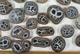 Lot: to Small Cut Septarian Nodules - Pairs #92171-2